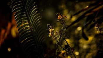 Green Fern Plant and Red Petaled Flower