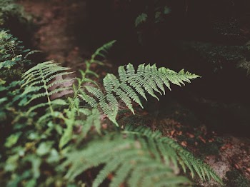 Green Fern Plant Close-up Photography