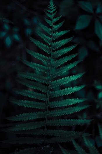 Green Fern Plant in Close Up Photography