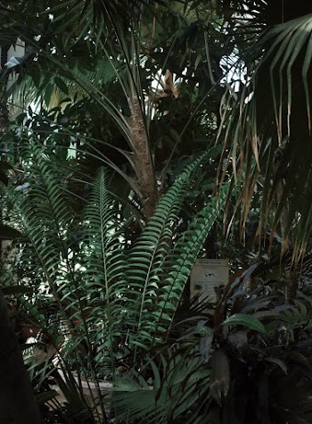 Green Fern Plant Near Tree