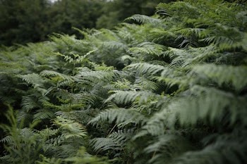 green fern plant photography
