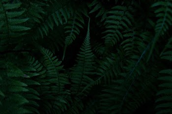 green fern plants