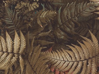 Green Fern Plants