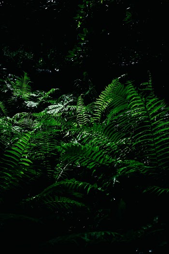 Green Fern Plants