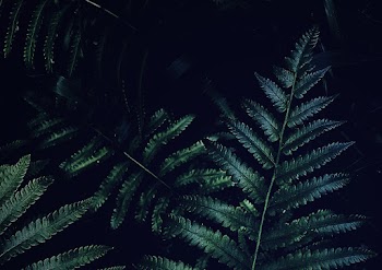 Green Fern Plants