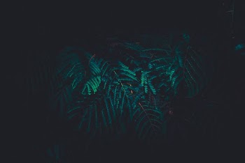 Green Fern Tree