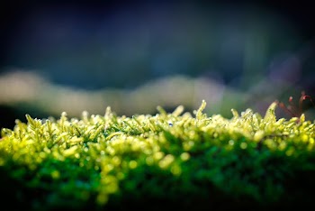 Green Ferns
