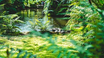 Green Ferns Near Body of Water