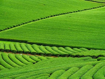 Green Field