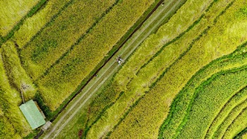 Green Field