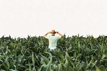 Green field border collage element | Free PSD - rawpixel