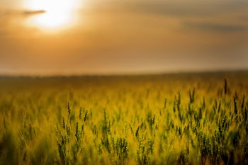Green Field during Sunset