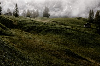 Green Field Near Trees