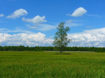 Green Field of Grasses Green Tree in Between