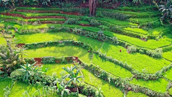 Green Field Photo