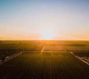 green field under golden sky