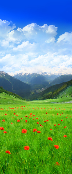 Green field with red flowers in Mountain