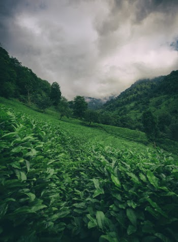 Green Fields