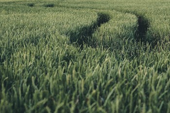 Green Fields