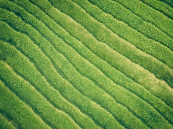 Green fields