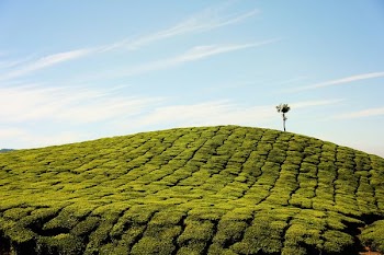 green fields at daytime