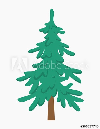 Green fir for christmas and new year celebration