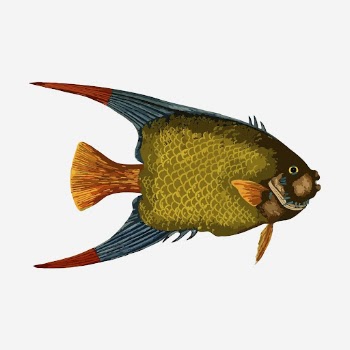 Green fish hand drawn illustration. | Free Photo - rawpixel