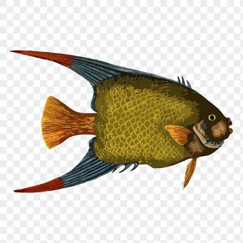 Green fish png sticker vintage | Free PNG - rawpixel