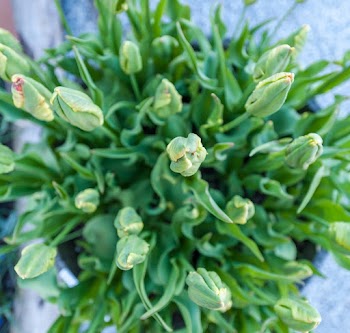 Green Flower Bud Lot