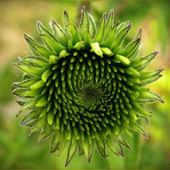 Green Flower Bud Selective Focus Photography
