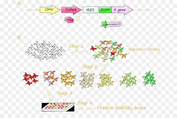 Green fluorescent protein DsRed Fusion protein Research - attrition frame 