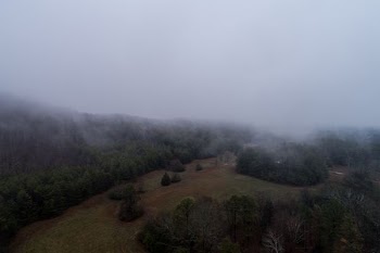 green foliade tree and fog