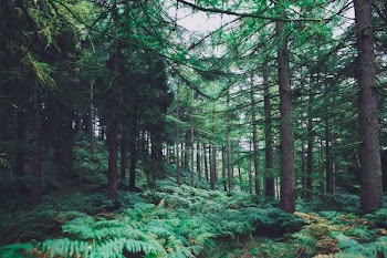 green foliage forest