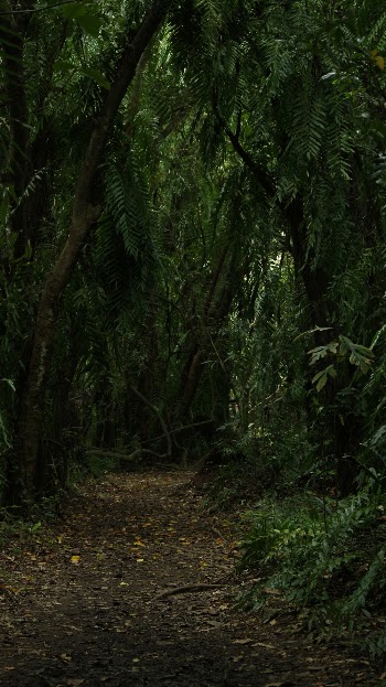 Green Forest