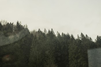 Green Forest