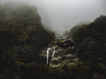 Green Forest