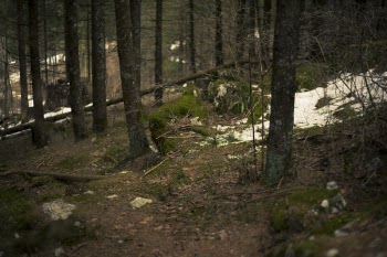 Green Forest