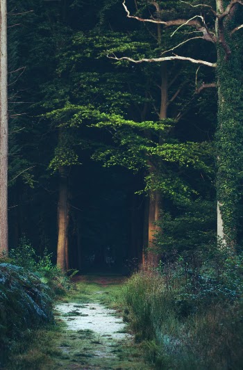 Green forest at sunset