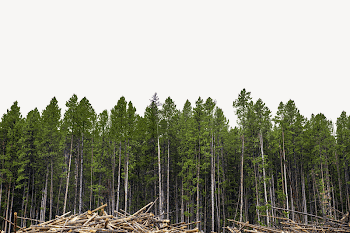 Green forest border collage element, | Free PSD - rawpixel