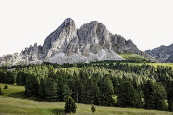 Green forest border, nature aesthetic | Free PSD - rawpixel