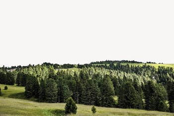 Green forest border, nature aesthetic | Free PSD - rawpixel
