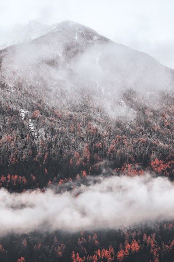 green forest covered with fog
