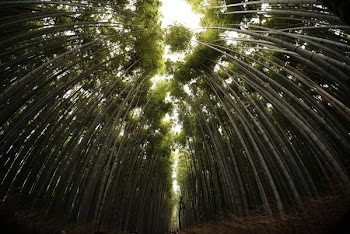 green forest during daytime