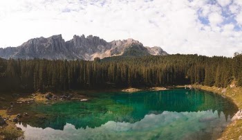 green forest near body of water during daytime