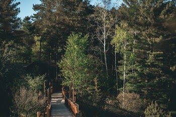 Green Forest Near Bridge