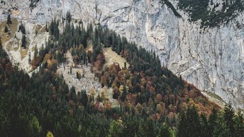 green forest near mountain during daytime