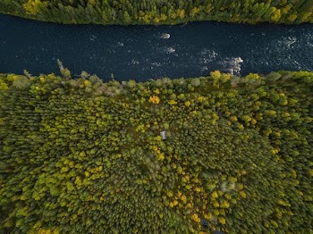 green forest near river