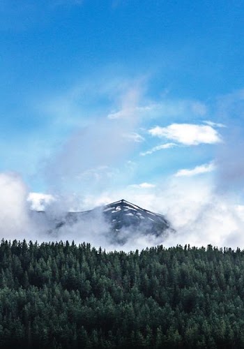 green forest near the mountains