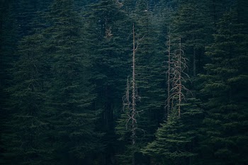 Green Forest Photo