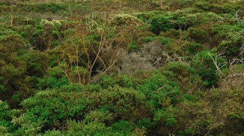 Green Forest Photo